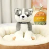 gray husky
