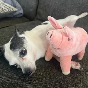 Sött gris gosedjur i tecknad kawaii-stil, födelsedagspresent för tjejer, 14–40 cm 11 Sött gris gosedjur i tecknad kawaii-stil, födelsedagspresent för tjejer, 14–40 cm