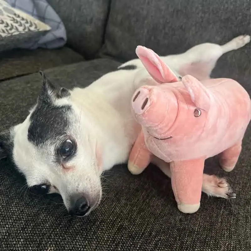 Sött gris gosedjur i tecknad kawaii-stil, födelsedagspresent för tjejer, 14–40 cm 6 Sött gris gosedjur i tecknad kawaii-stil, födelsedagspresent för tjejer, 14–40 cm - Bild 6