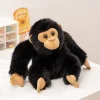 chimpanzee