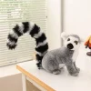 Ring tailed Style B