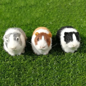 Gris och hamster gosedjur, verklighetstrogen och söt