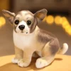 Chihuahua sitting