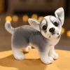 Husky standing
