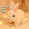 rabbit