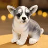 Husky sitting