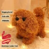Teddy dog